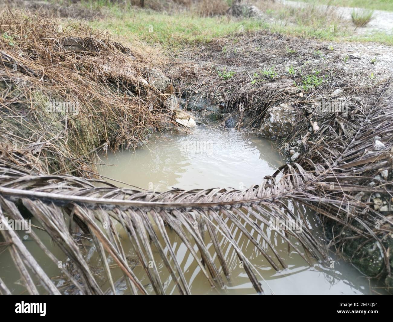 drainage along the palm oil plantation Stock Photo Alamy