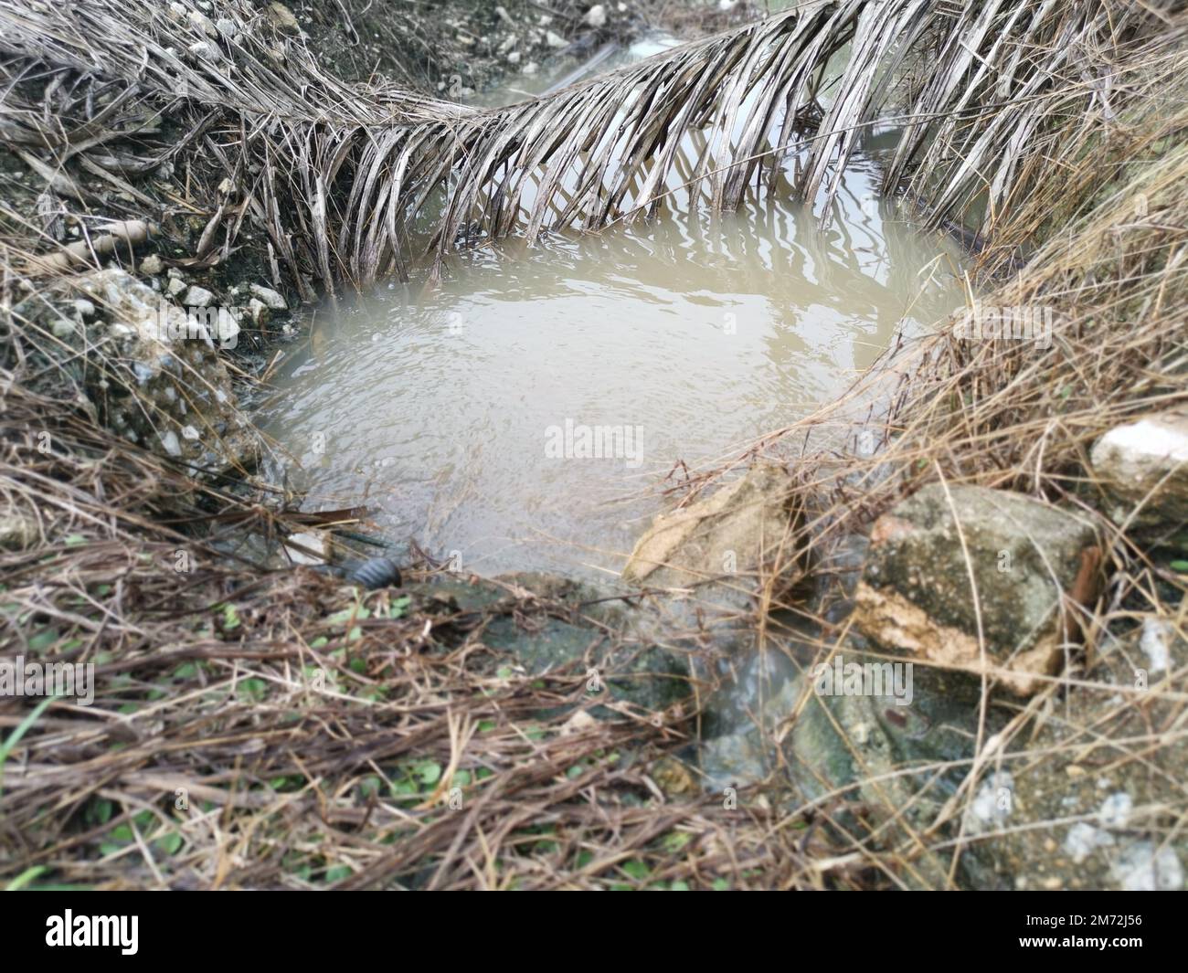drainage along the palm oil plantation Stock Photo Alamy