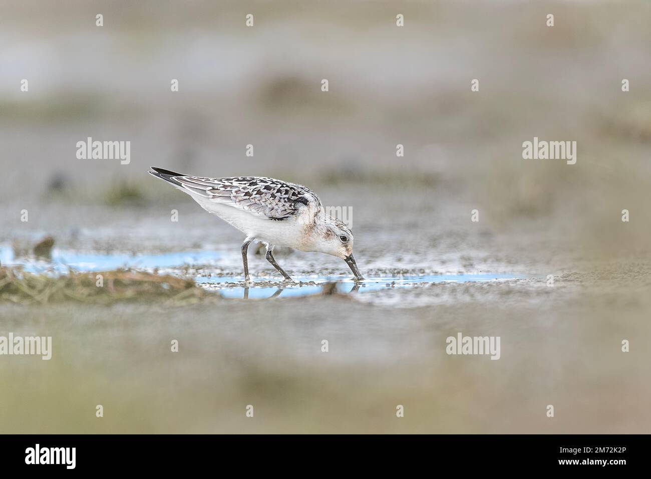At hunt in the wet sand, the Sanderling (Calidris alba) Stock Photo
