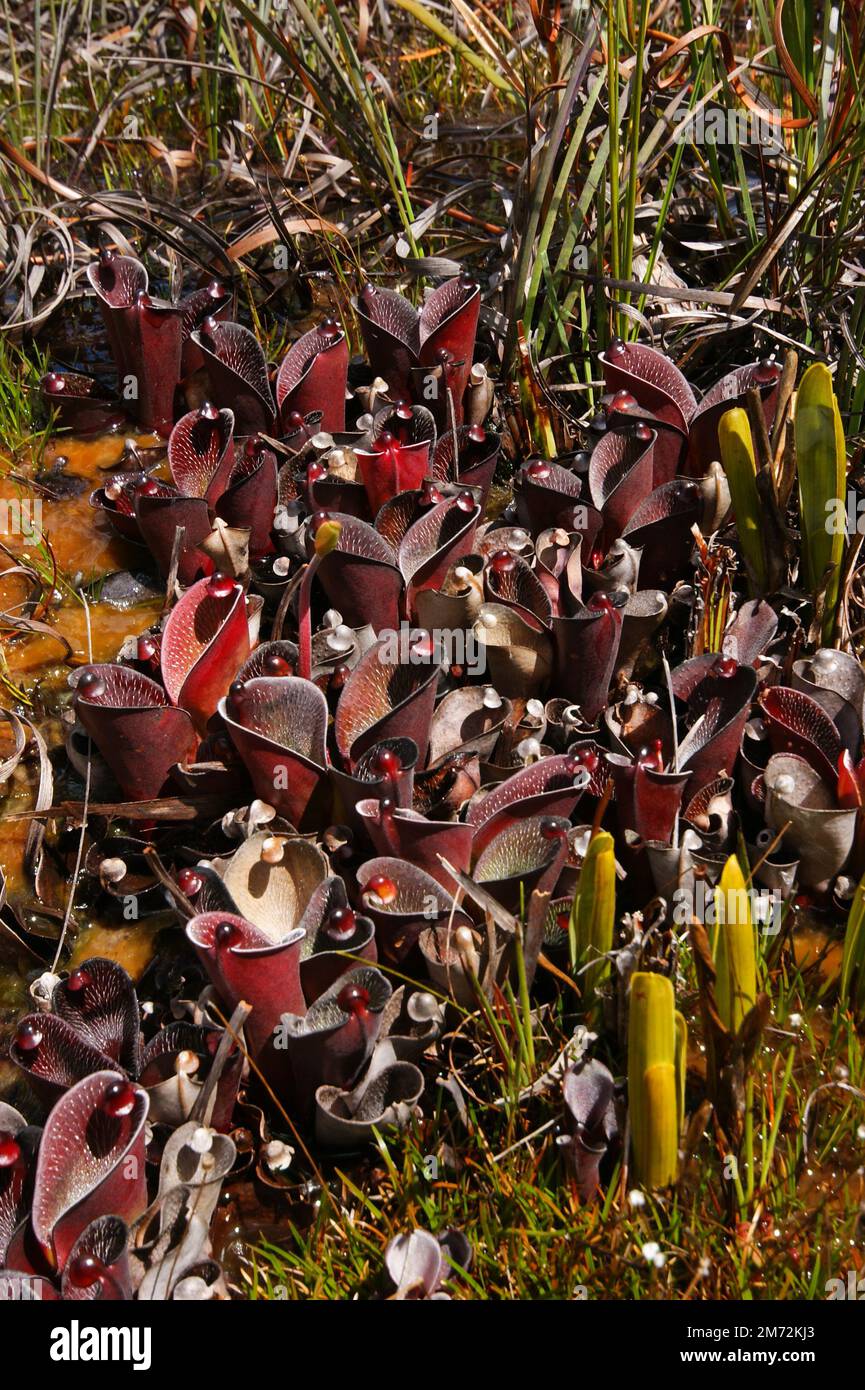 Plants of Heliamphora pulchella, carnivorous pitcher plant in natural habitat, Amuri Tepui, Venezuela Stock Photo