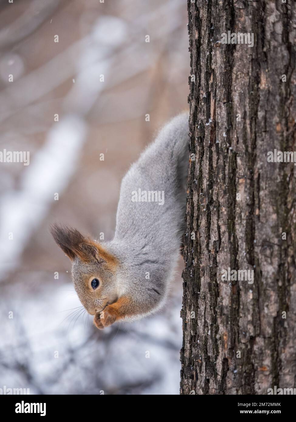 A squirrel sits upside down on a tree in winter and eats a nut. Eurasian red squirrel, Sciurus vulgaris Stock Photo