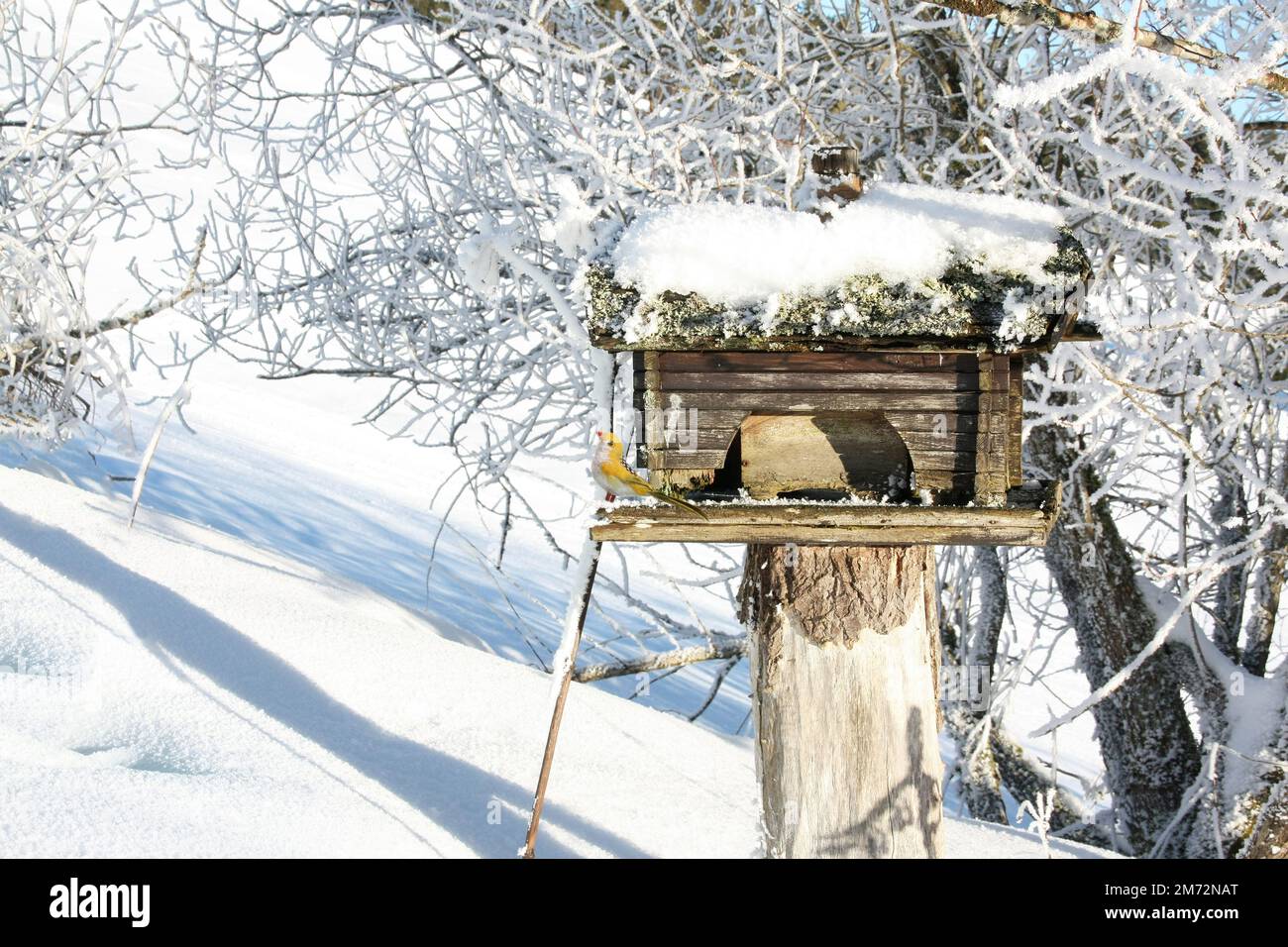 Bird house in winter garden with a deco bird to attract real birds ...