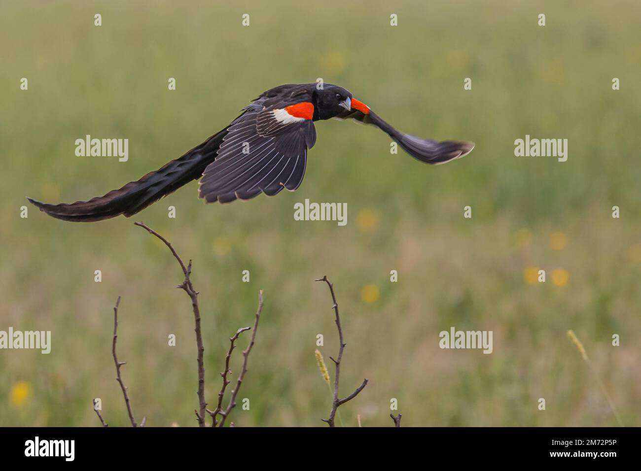 Sakabula bird hi-res stock photography and images - Alamy