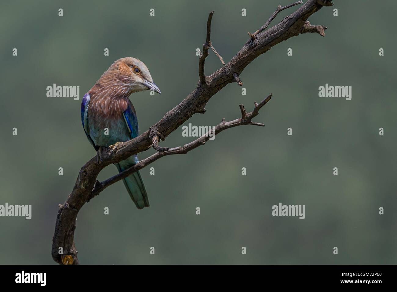 Lilac-breasted Roller - watching and searching for insects Stock Photo