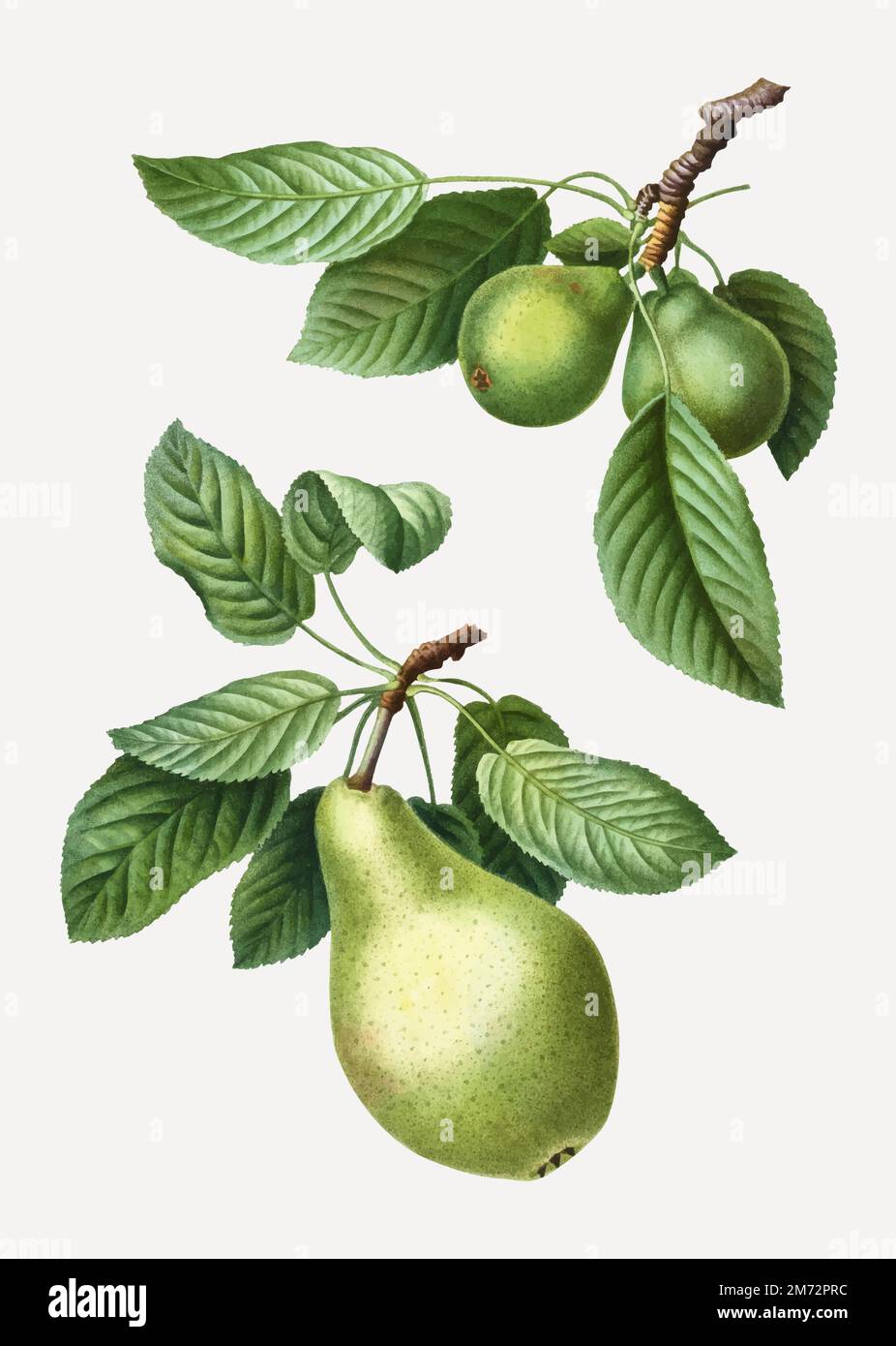 Vintage ripe pear fruit vector Stock Vector Image & Art - Alamy