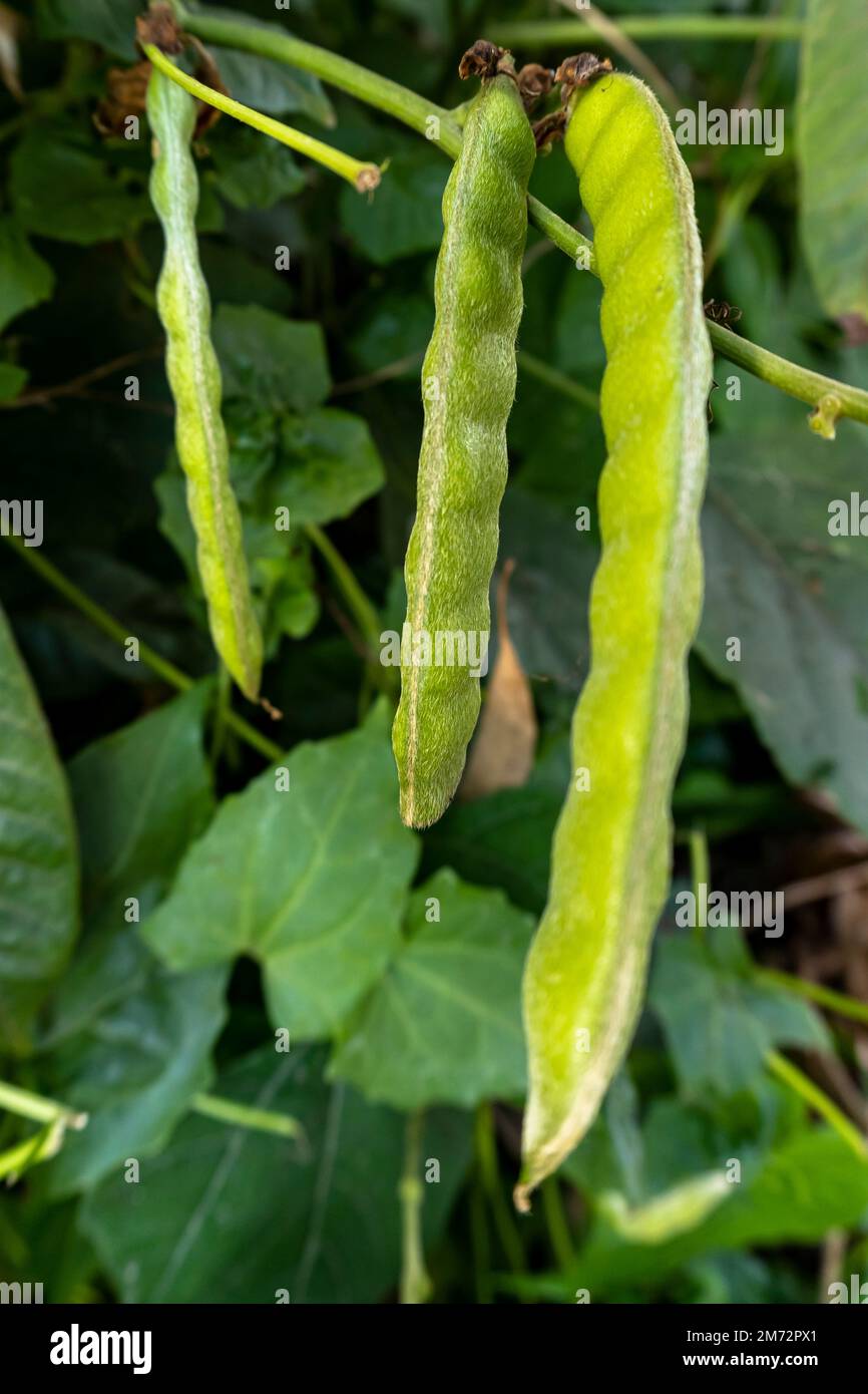 Green beans in the garden. Homegrown organic food. Phaseolus vulgaris