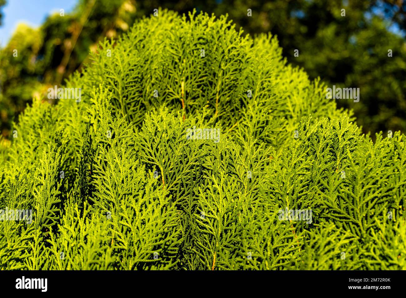 Thuja twig occidentalis, evergreen coniferous tree.Thuja occidentalis tree Stock Photo