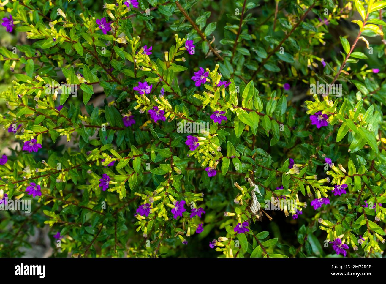 Green tree with purple flower in the garden. Cuphea Hyssopifolia living in the park. Stock Photo