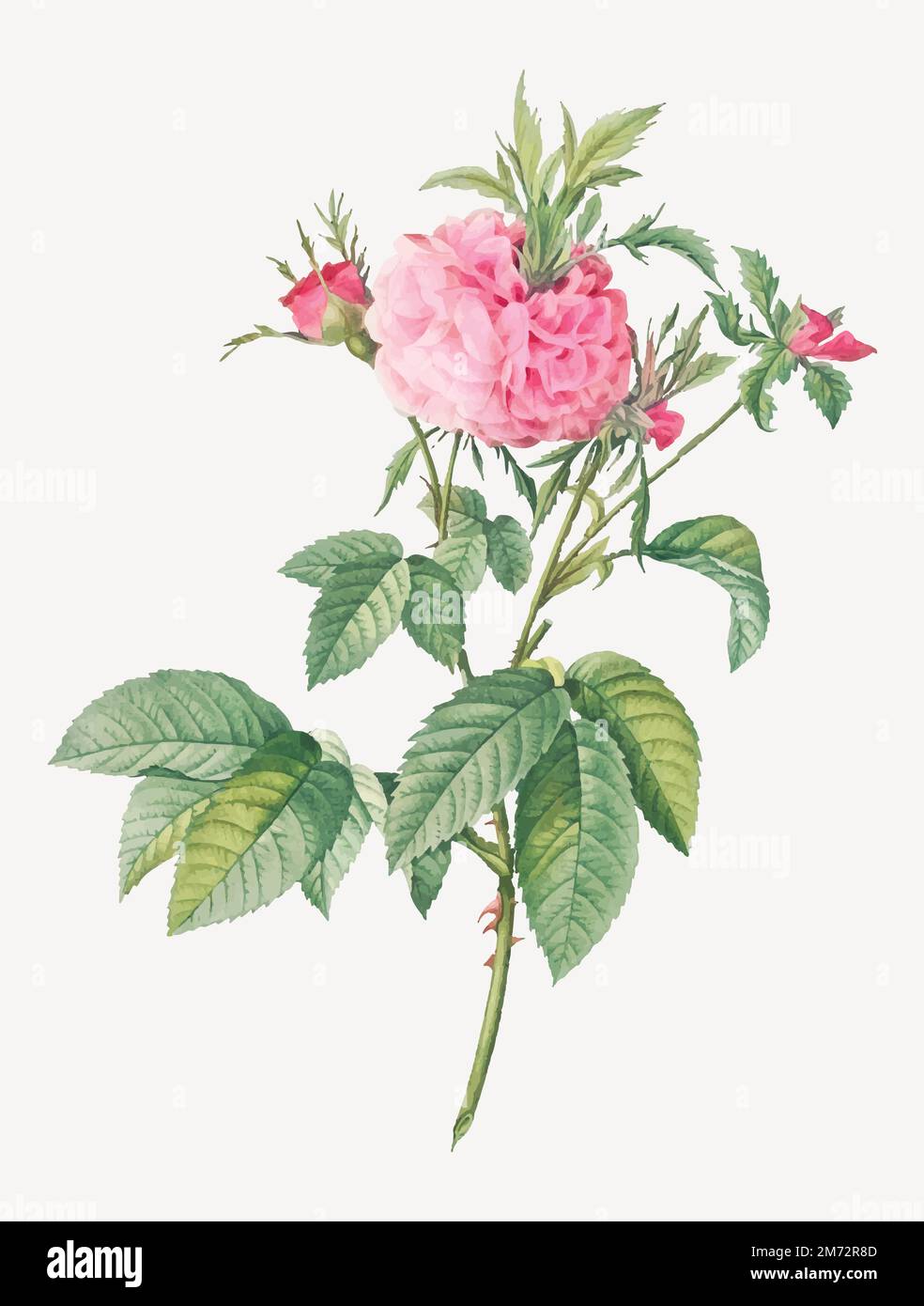 Vintage blooming Agatha rose vector Stock Vector