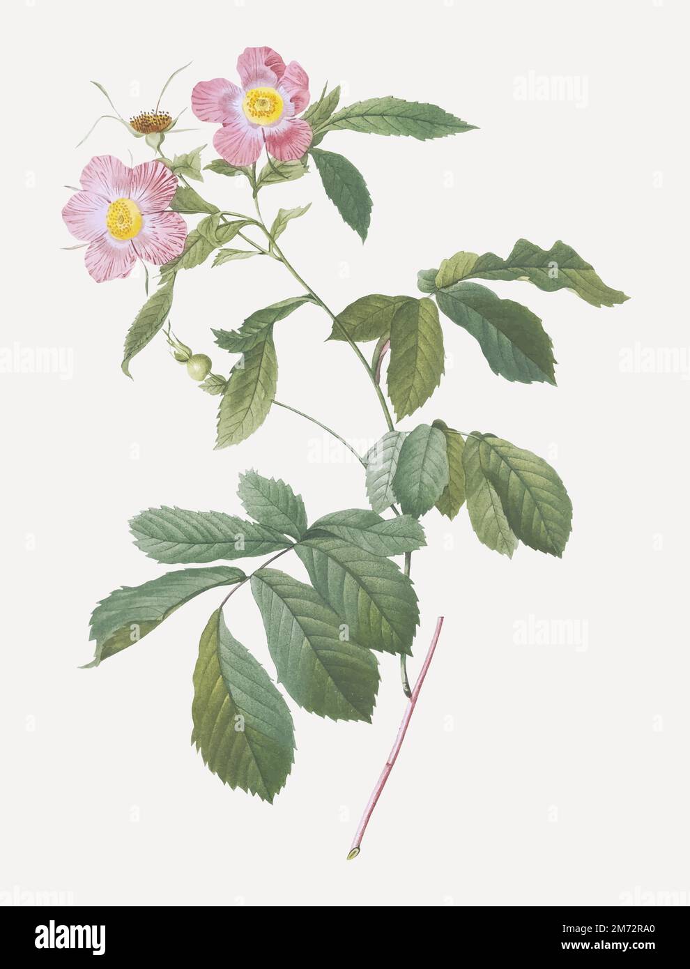 Variegated Alpine Rose, Rosa alpina flore variegato from Les Roses (1817–1824) by Pierre-Joseph Redouté. Original from the Library of Congress. Digita Stock Vector