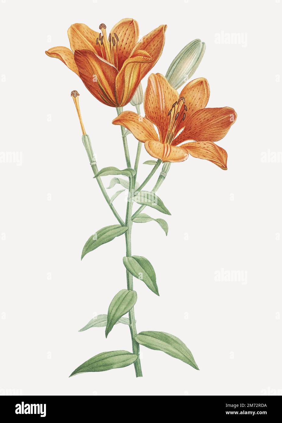 Vintage orange bulbous lily vector Stock Vector Image & Art - Alamy