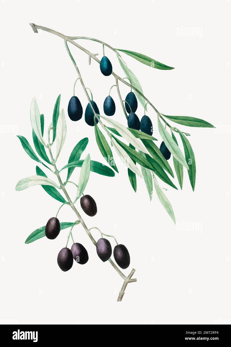 Vintage olive branch plant vector Stock Vector Image & Art - Alamy