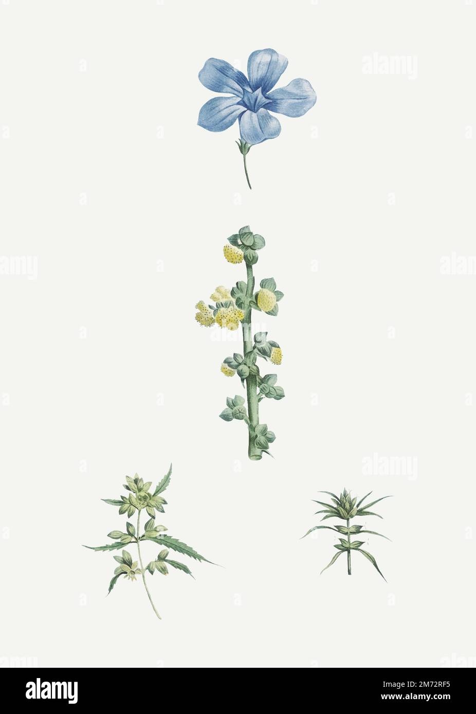 Vintage flowers set vector Stock Vector Image & Art - Alamy