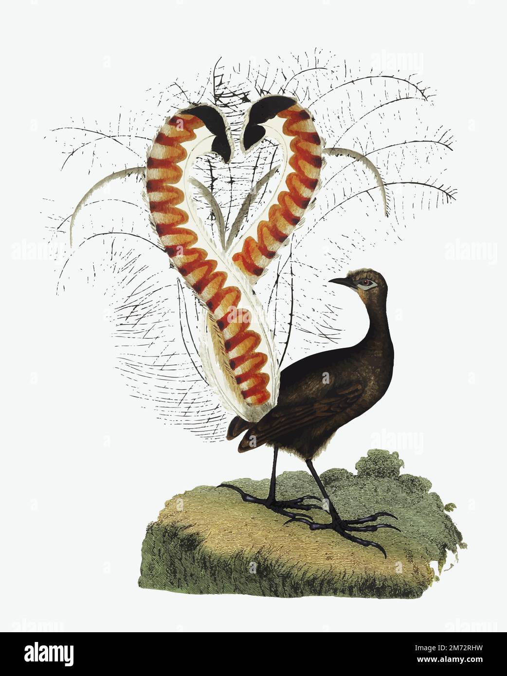 Lyrebird animal illustration vector Stock Vector