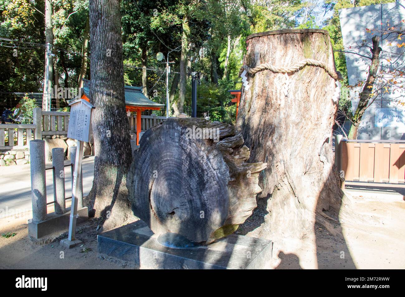 Kobe Japan Dec 6th 2022: the 500 year old Phoebe zhennan tree and stump in Ikuta Shrine.  The shrine is possibly among the oldest shrines. Stock Photo