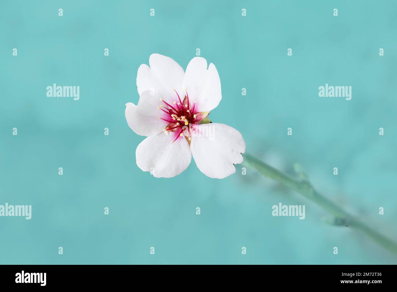 epic and pretty isolated almond blossom flower on blue, light blue, pastel background Stock Photo