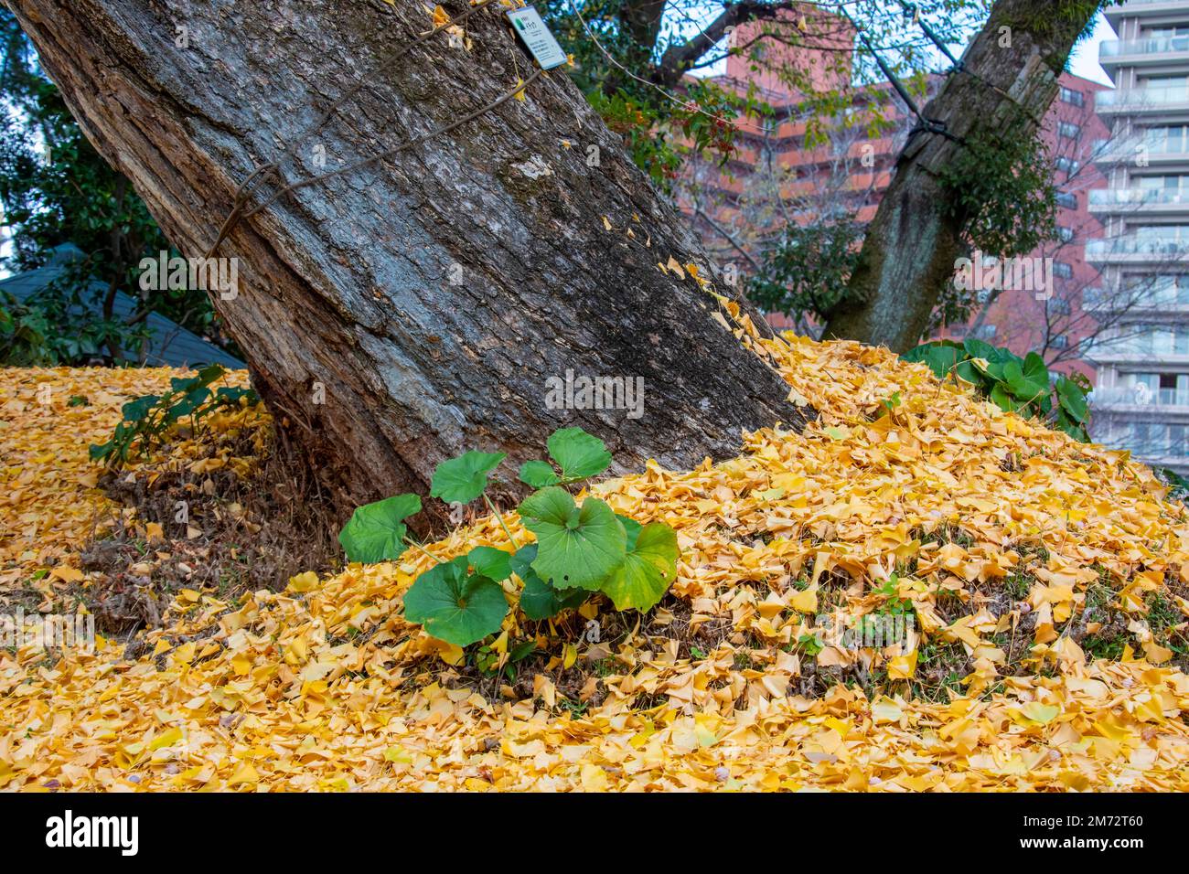 the yellow leaves from Giant Ginko tree (Ginkgo biloba) in Shukkeien