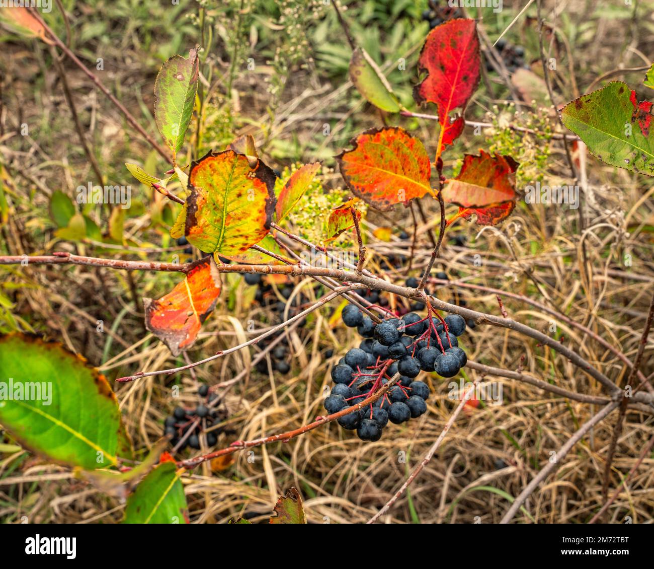 Cluster of black chokeberry fruits, Aronia Melanocarpa, on the branch of a bush in the countryside. Black fruits are rich in vitamin C and vitamin K. Stock Photo