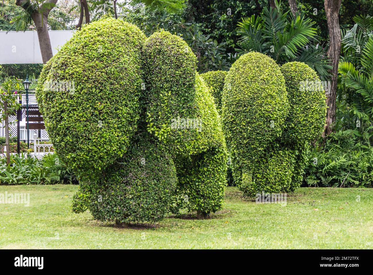 Topiary elephants, Hua Hin , Thailand Stock Photo