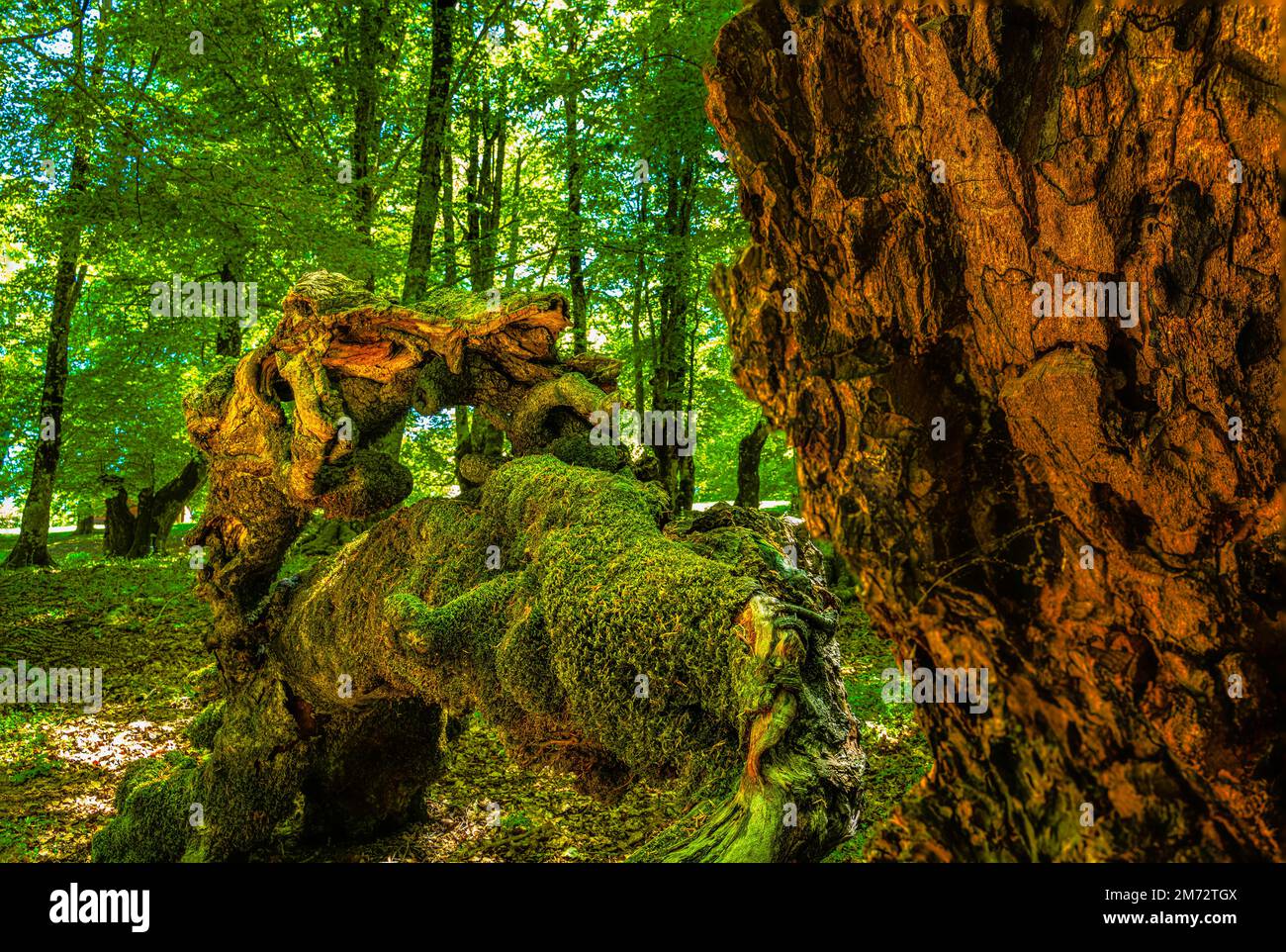 Old beech trees hi-res stock photography and images - Alamy