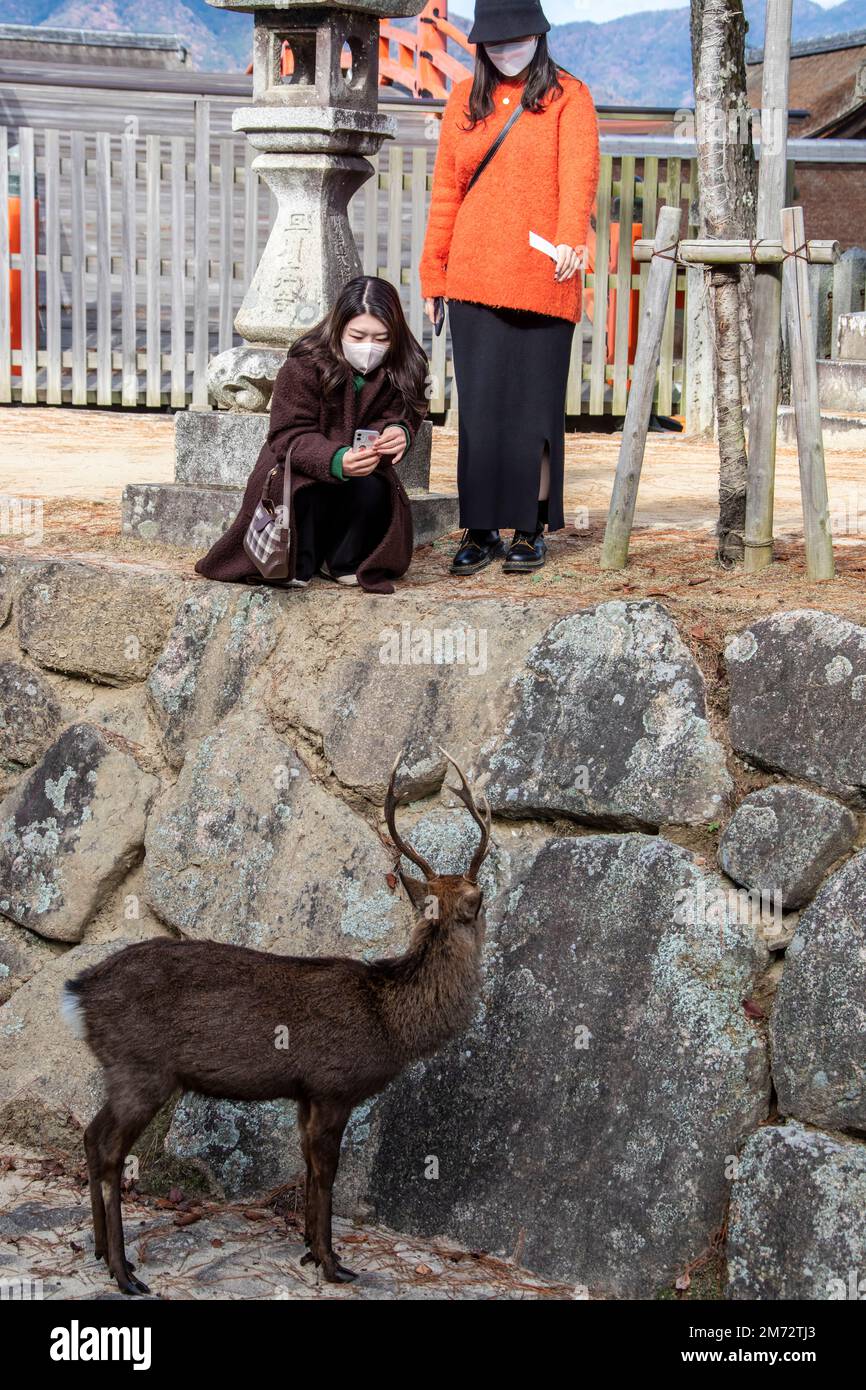 Hiroshima Japan Dec 3rd 2022: the tourists are using smartphone to take photo for sika deer (Cervus nippon) on the island of Miyajima. Stock Photo