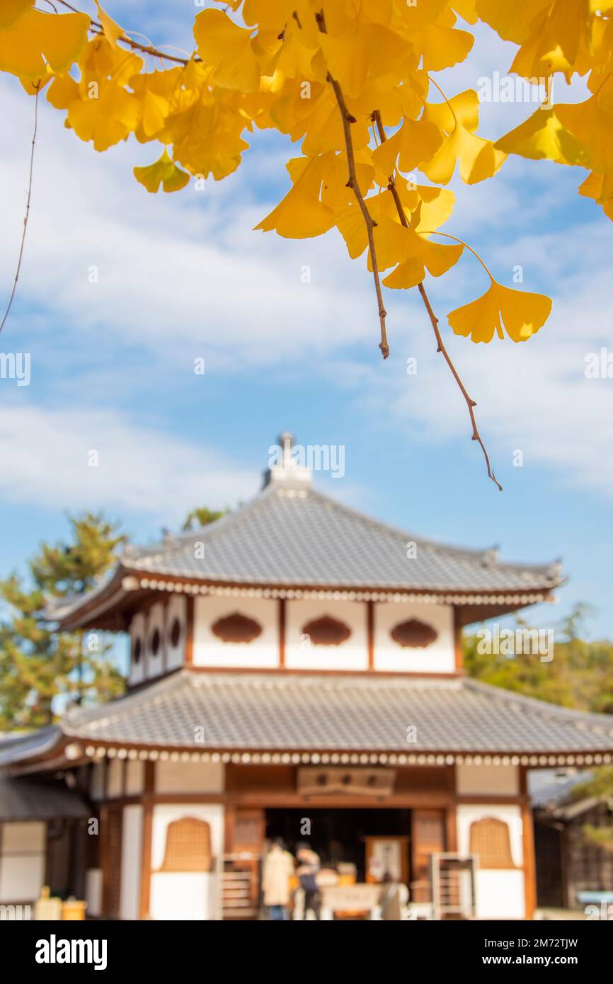 the bokeh background building of Daiganji with Giant Ginko tree (Ginkgo biloba) in the island of Miyajima Hiroshima Japan Stock Photo