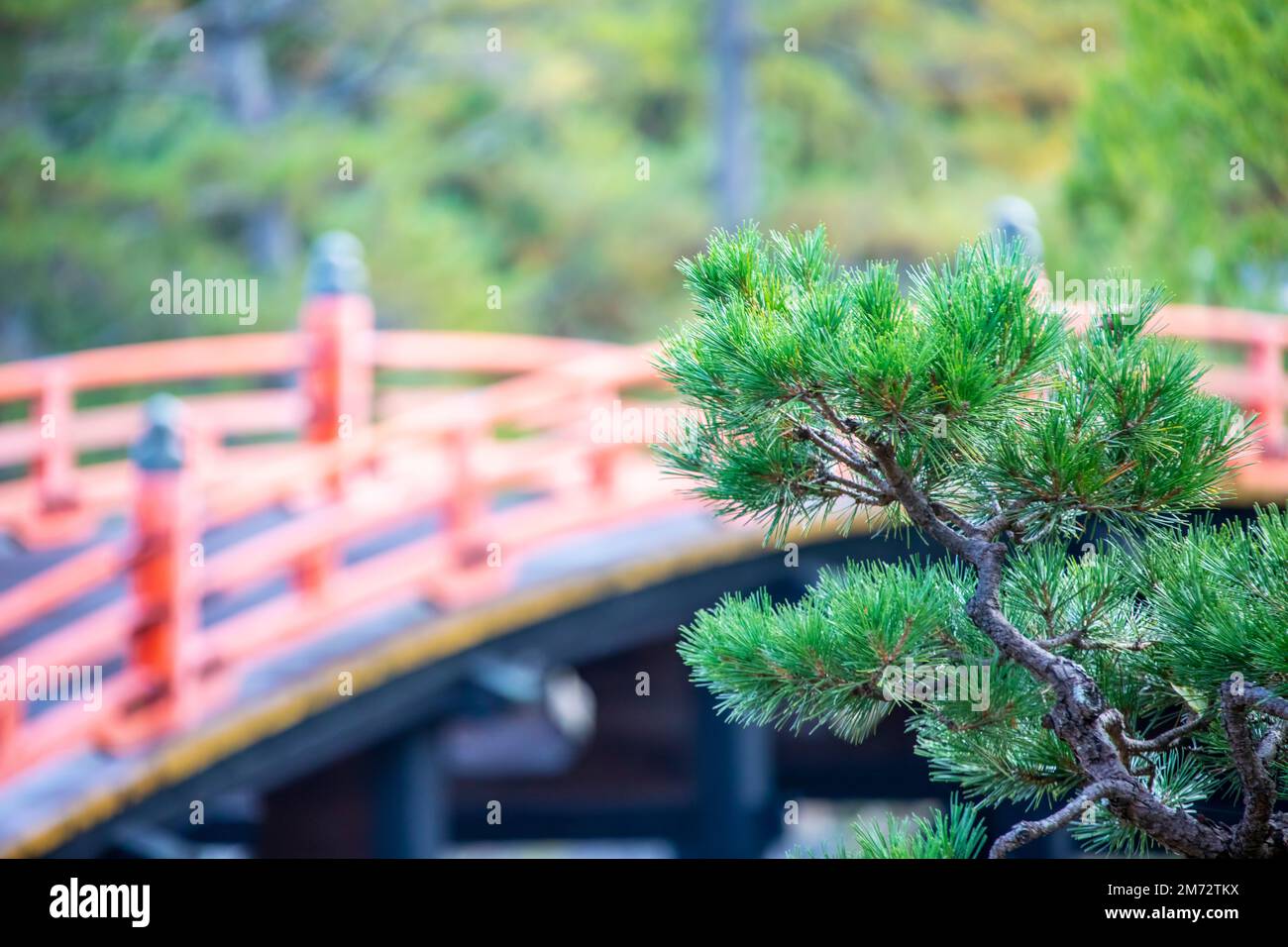 The closeup image of pine needle. The bokeh background is Sorihashi bridge in Itsukushima Shrine. A Shinto shrine on the island of Itsukushima Japan Stock Photo