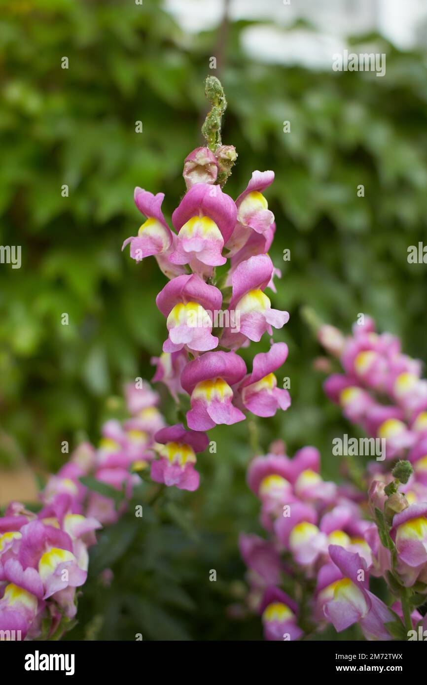 Pink flower of Snapdragon, Antirrhinum majus in the garden. Summer and spring time. Stock Photo