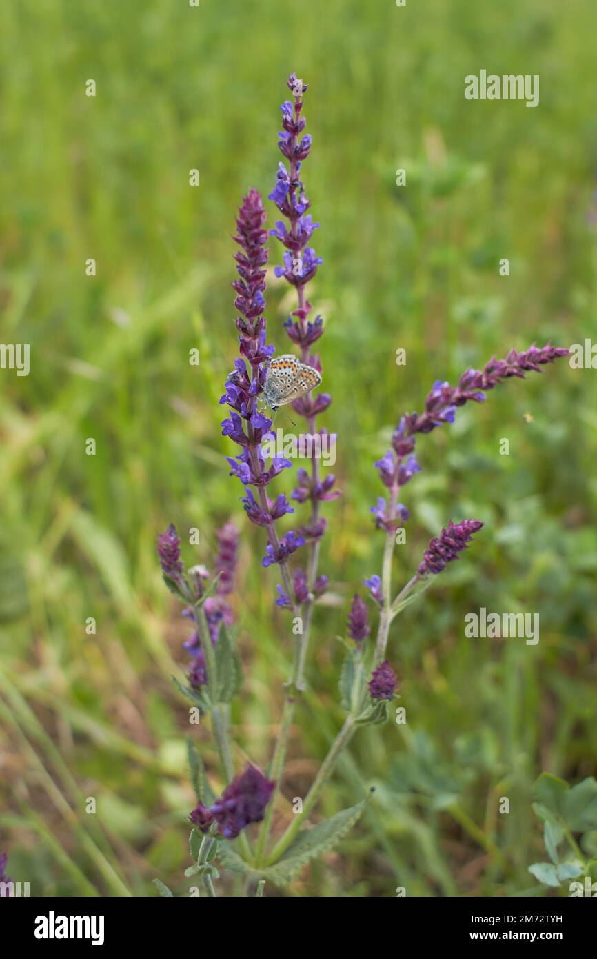 Purple flowers of Woodland sage, Common sage with butterfly in the garden. Summer and spring time. Stock Photo