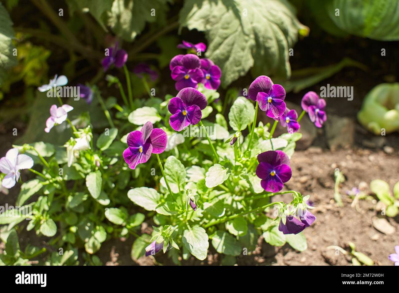 Pink whit white flower of Pansy, Viola cornuta in the garden. Summer and spring time. Stock Photo