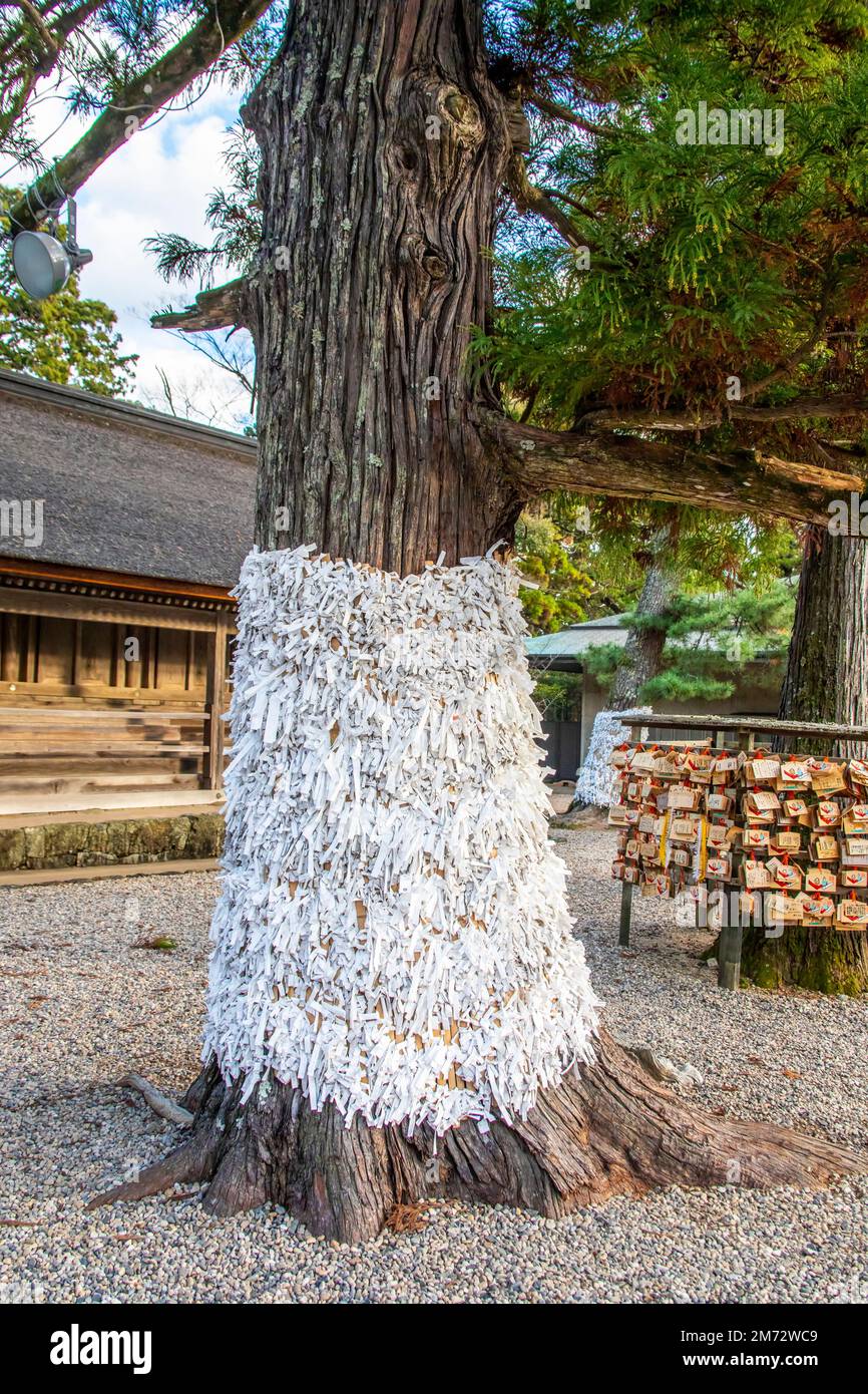 Shimane Japan 2nd Dec 2022: lots of O-mikuji on the tree in shrine Izumo-taisha in Izumo. one of the most ancient and important Shinto shrines Stock Photo