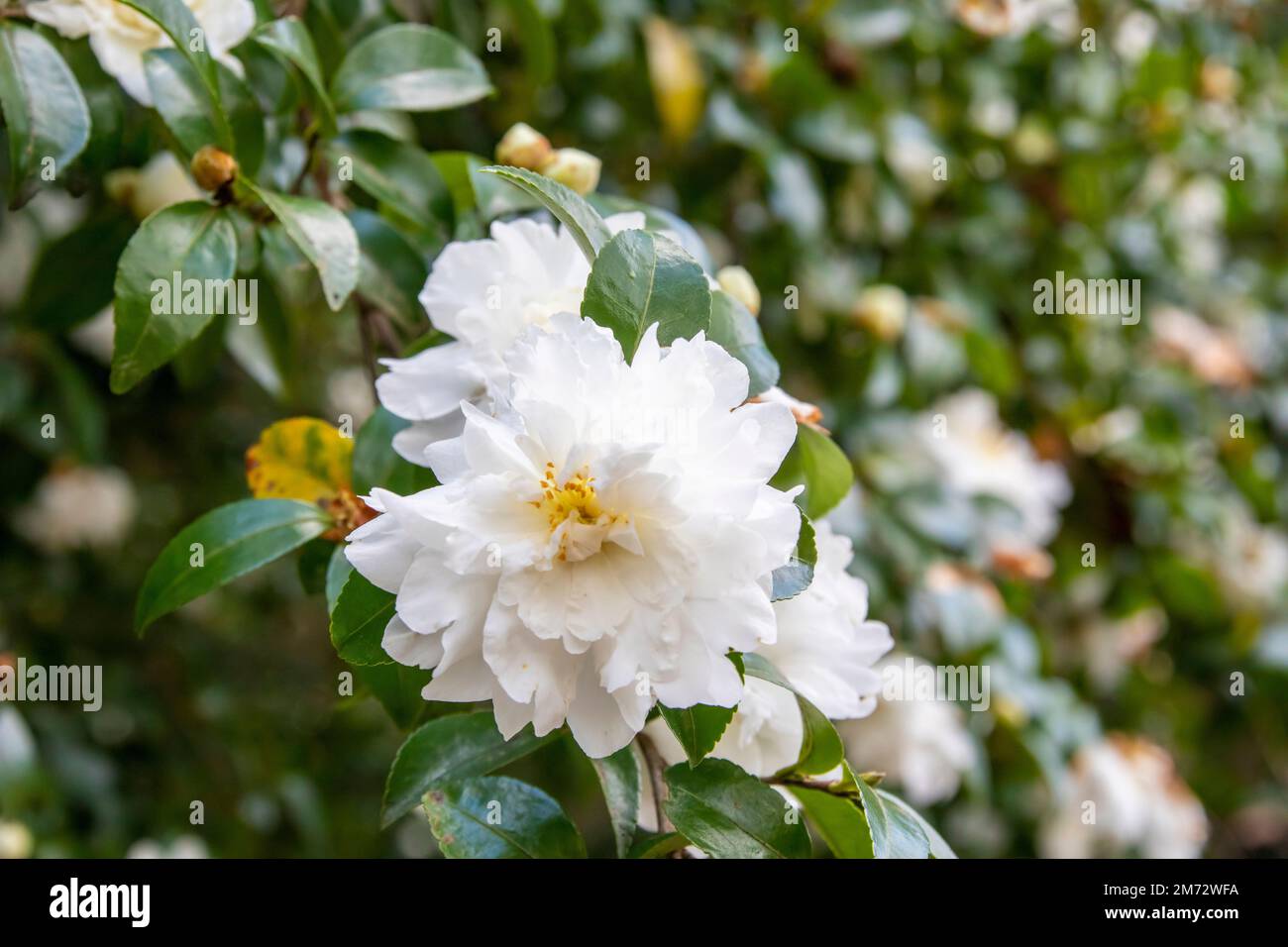 The closeup image of  sasanqua camellia (Camellia sasanqua).  It is a species of Camellia native to China and Japan. Stock Photo