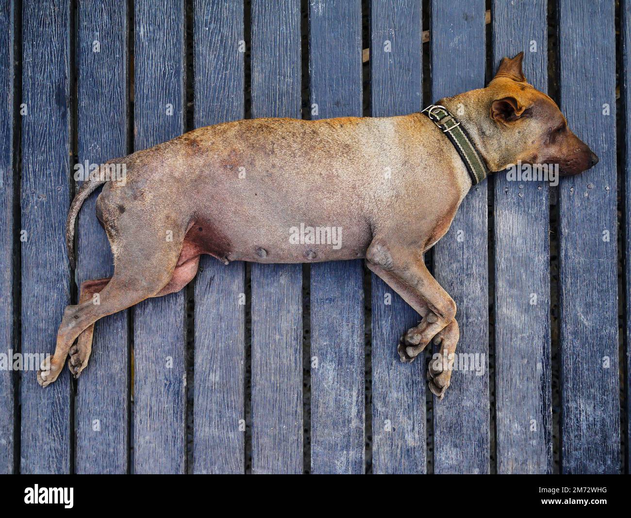 Old dog sleep on wood floor in hot weather Stock Photo Alamy