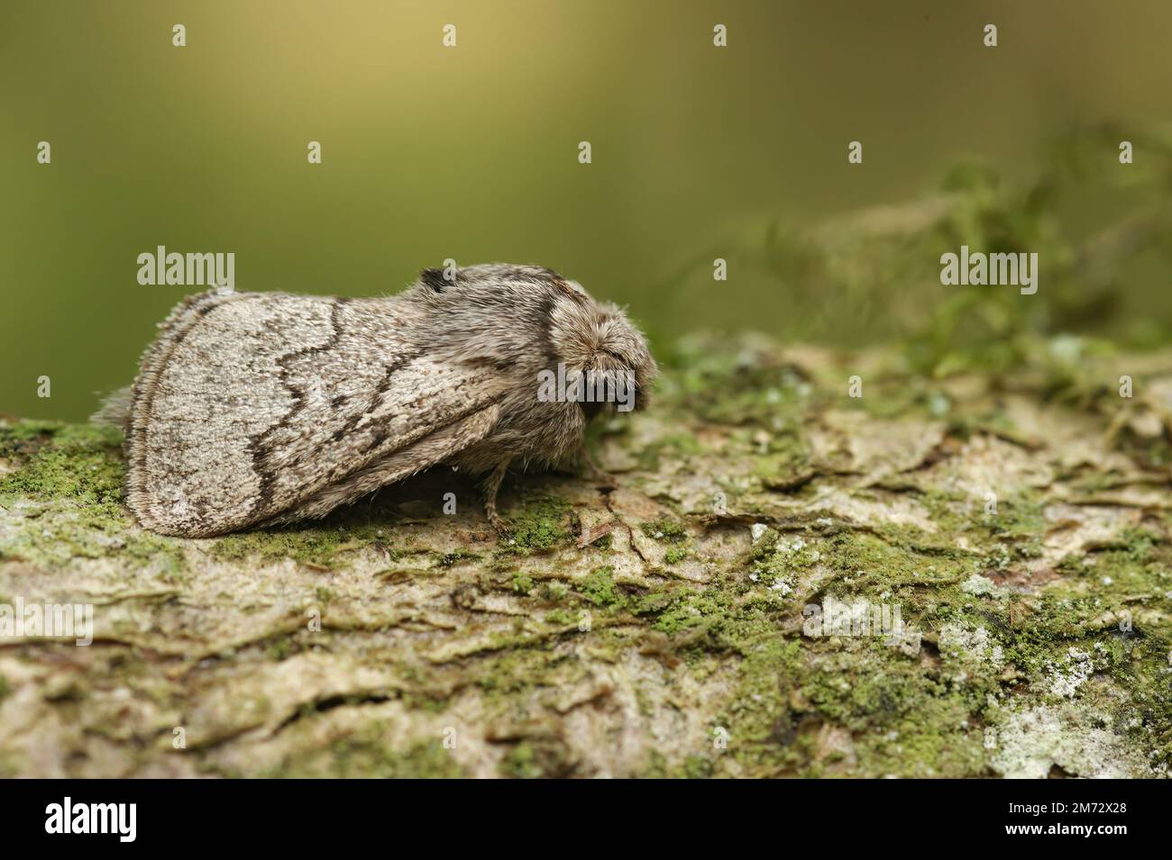 Natural closeup on the pale oak eggar moth, Trichiura crataegi, sitting on wood Stock Photo