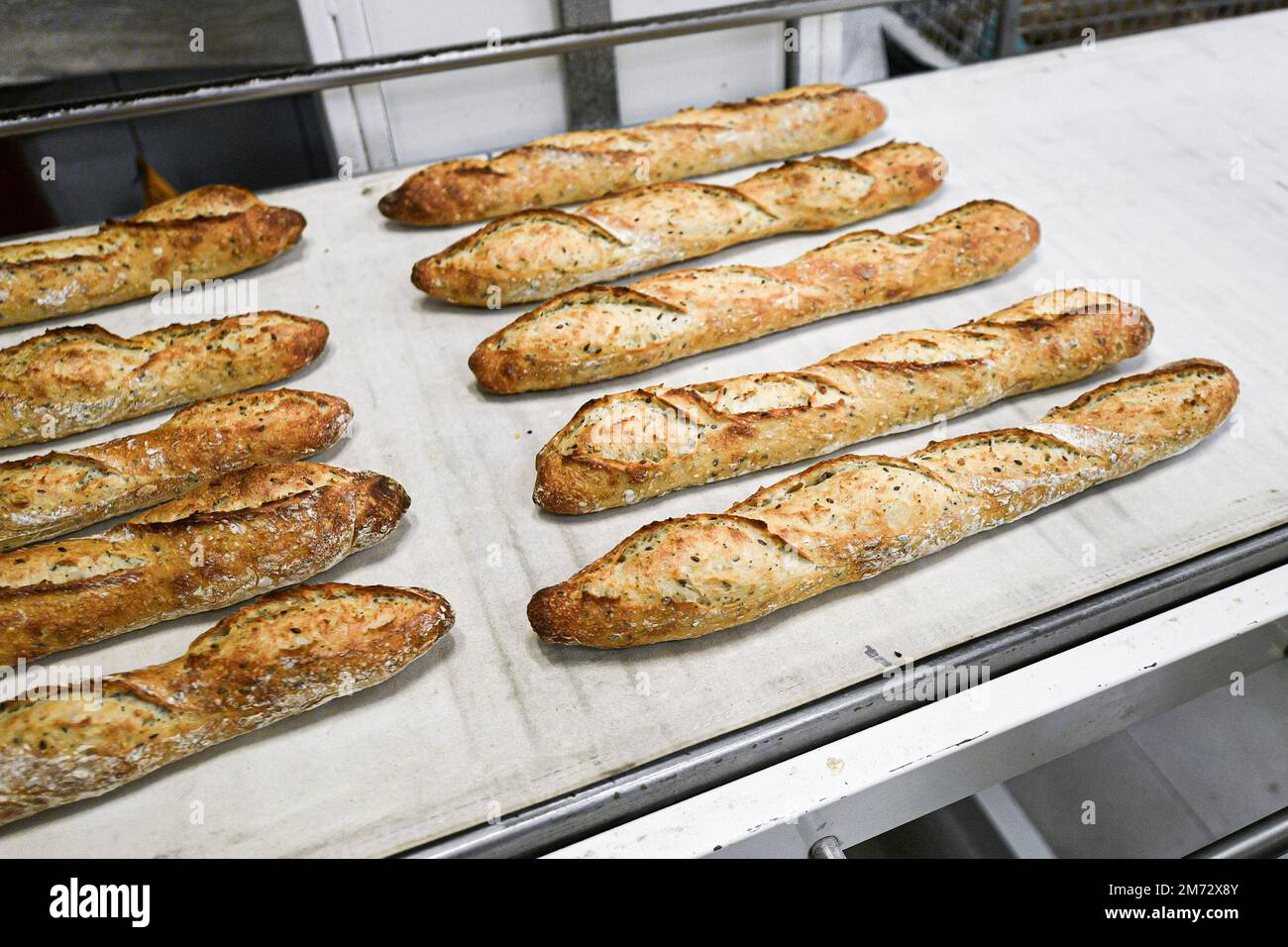 Illustration picture shows a French baker loading baguettes (French stick baguette) in a bakery