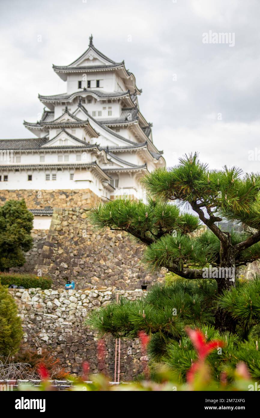 The closeup image of pine tree. The bokeh background is Himeji Castle, a hilltop Japanese castle complex. It is located in the Hyogo Prefecture. Stock Photo