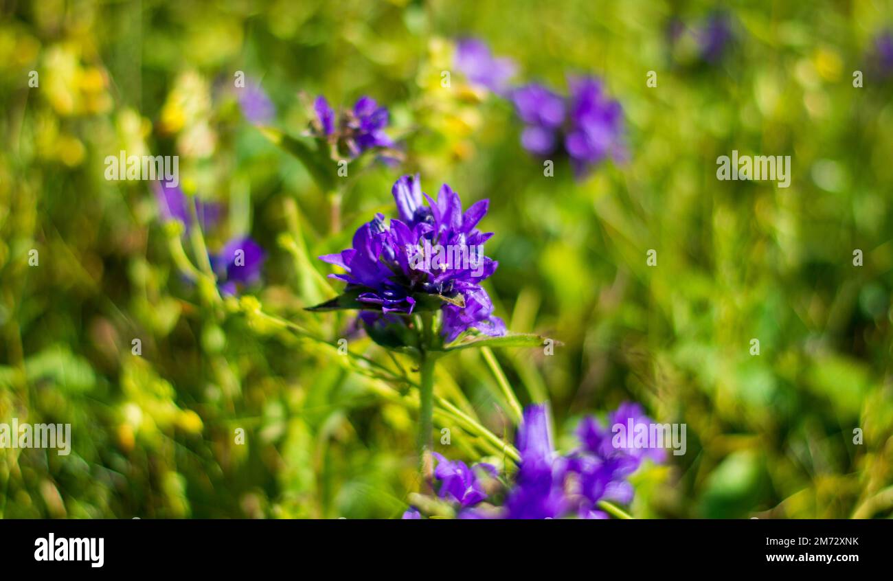 the beautiful purple color of the agglomerated bellflower Stock Photo