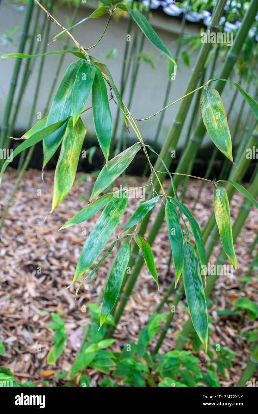 the closeup image of Japanese timber bamboo (Phyllostachys bambusoides) leave. It is a species of flowering plant in the bamboo subfamily Stock Photo