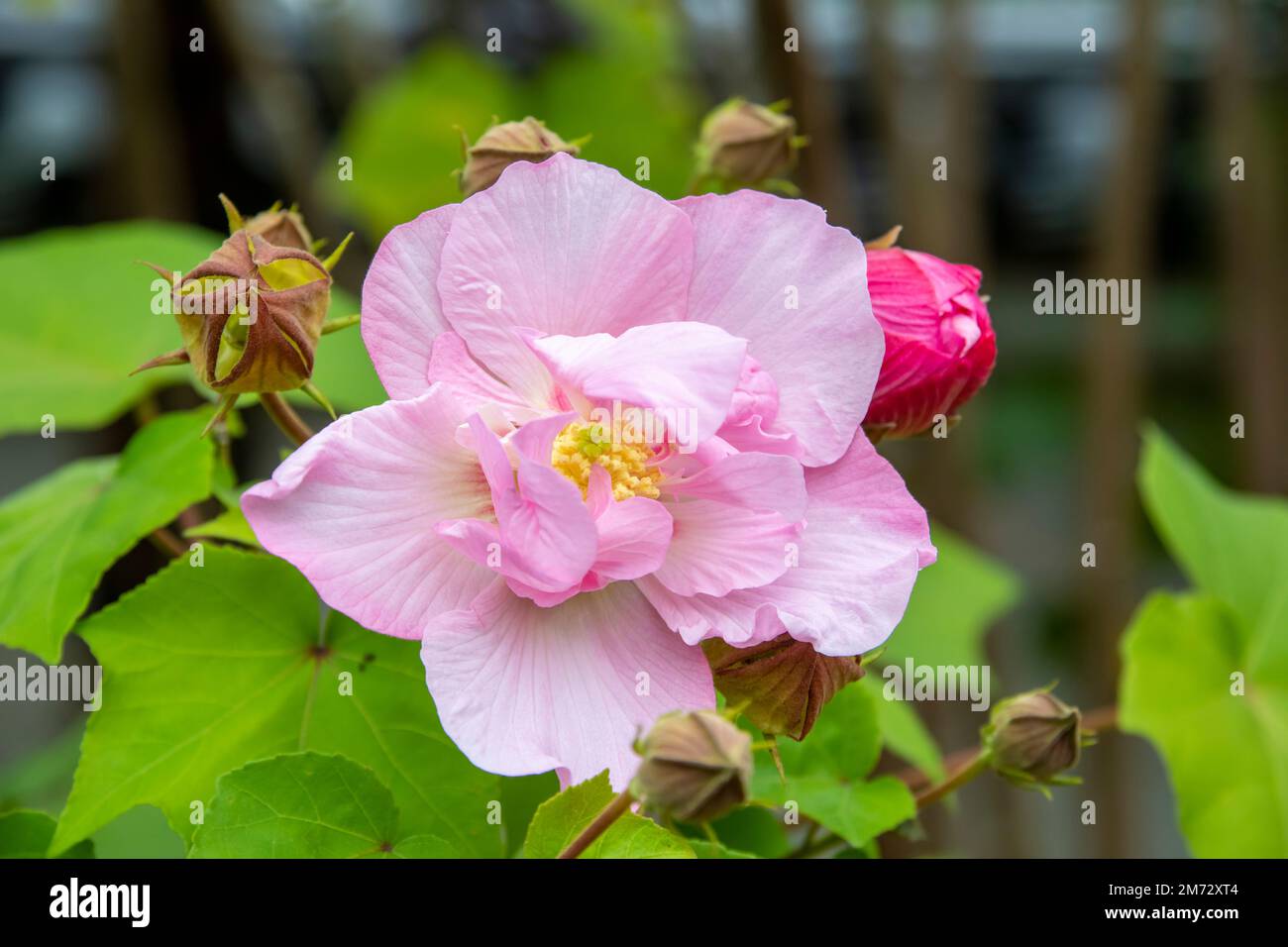 the closeup image of Pink Cotton rose (Hibiscus mutabilis) is a plant long cultivated for its showy flowers. Originally native to southern China. Stock Photo