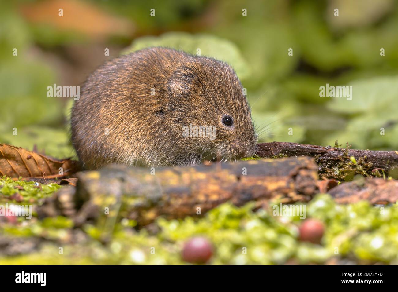 https://c8.alamy.com/comp/2M72Y7D/field-vole-or-short-tailed-vole-microtus-agrestis-walking-in-natural-habitat-green-forest-environment-2M72Y7D.jpg