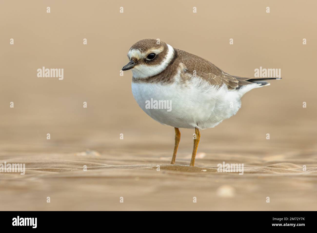 Juvenile Ringed Plover Charadrius Hiaticula This Is A Small Plover juvenile-ringed-plover-charadrius-hiaticula-this-is-a-small-plover