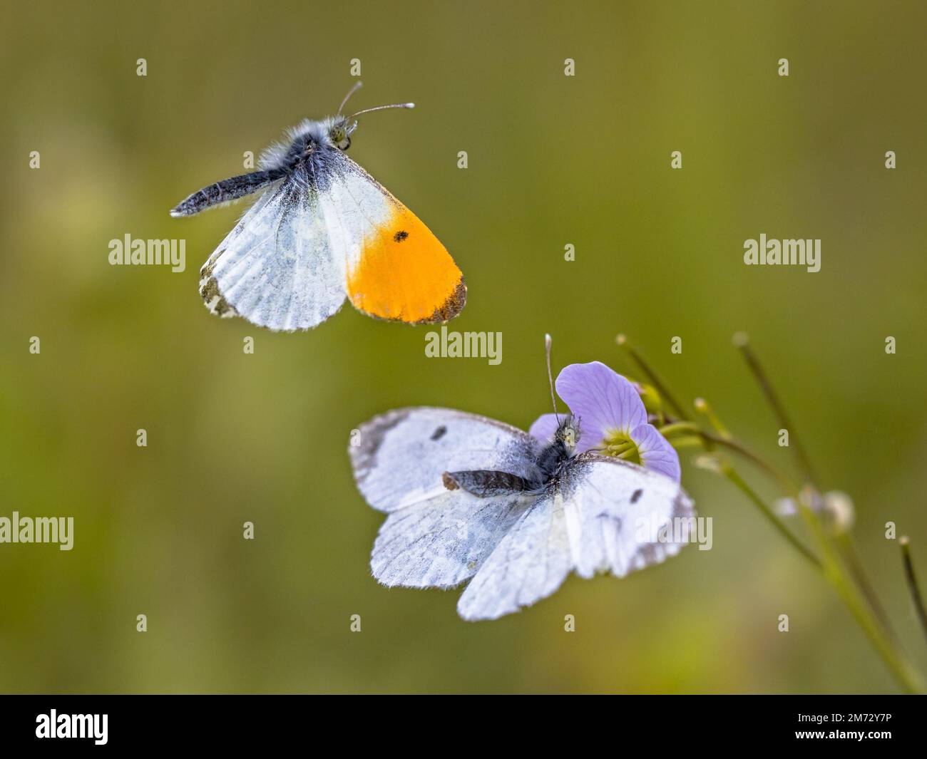 Orange tip (Anthocharis cardamines) butterfly mating on host plant cuckooflower (Cardamine pratensis) for caterpillars Stock Photo