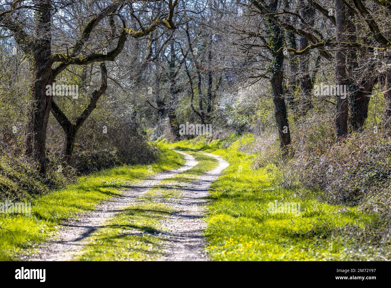 Trees and bushes along forest track with blossom of Amelanchier (Amelanchier ovalis) and Common hawthorn (Crataegus monogyna) in March, La Brenne Fran Stock Photo