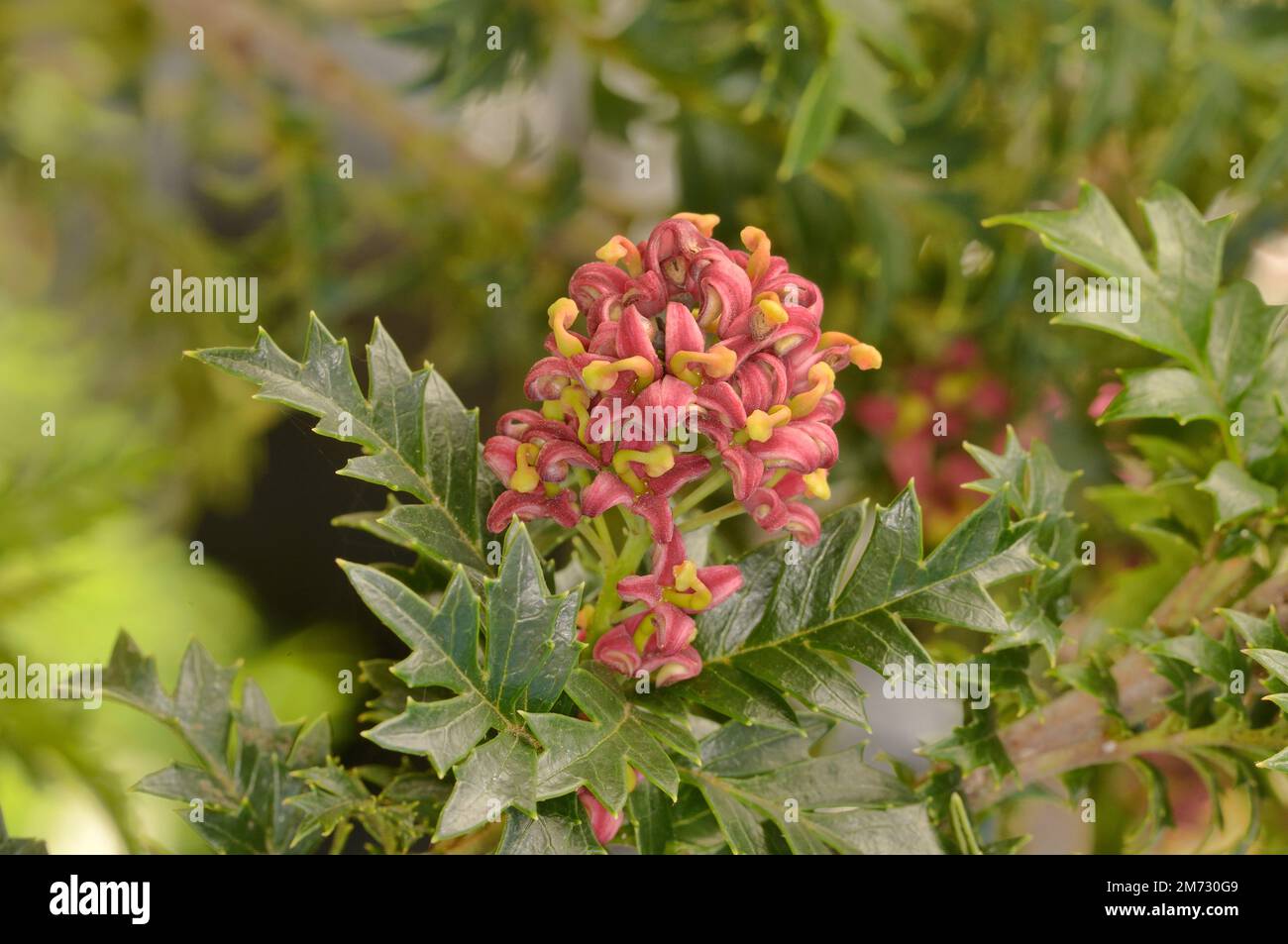 King's Holly Lomatia tasmanica Photographed at Plants of Tasmania