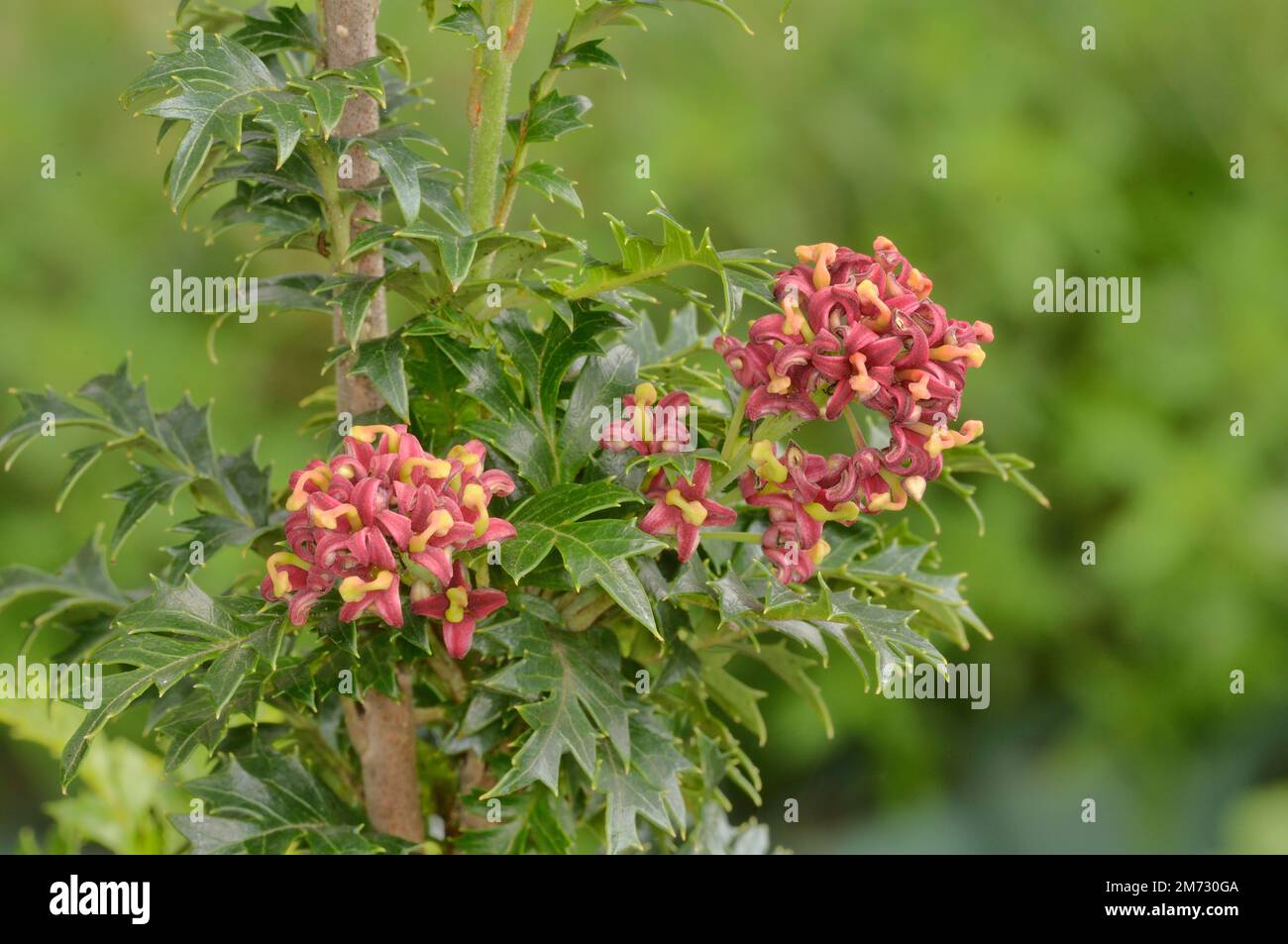 King's Holly Lomatia tasmanica Photographed at Plants of Tasmania