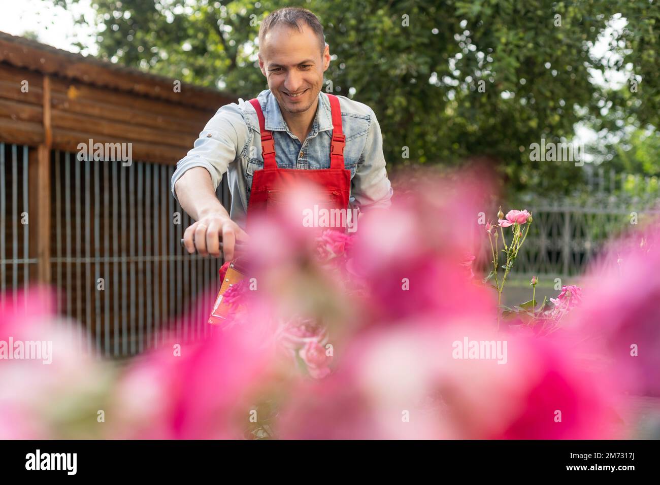 Cut the room rose with scissors. Roses care Stock Photo Alamy
