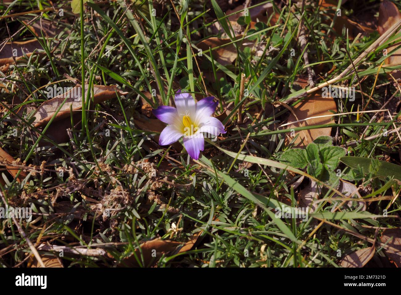 alone wildflower at the beginning of January in Sicily, Etna Park, Italy Stock Photo