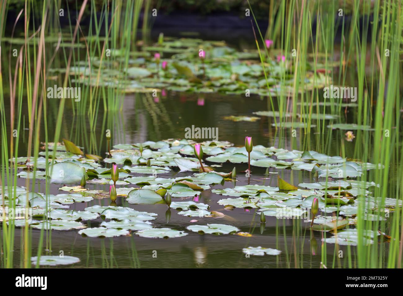 The pond with water lilies hi-res stock photography and images - Alamy