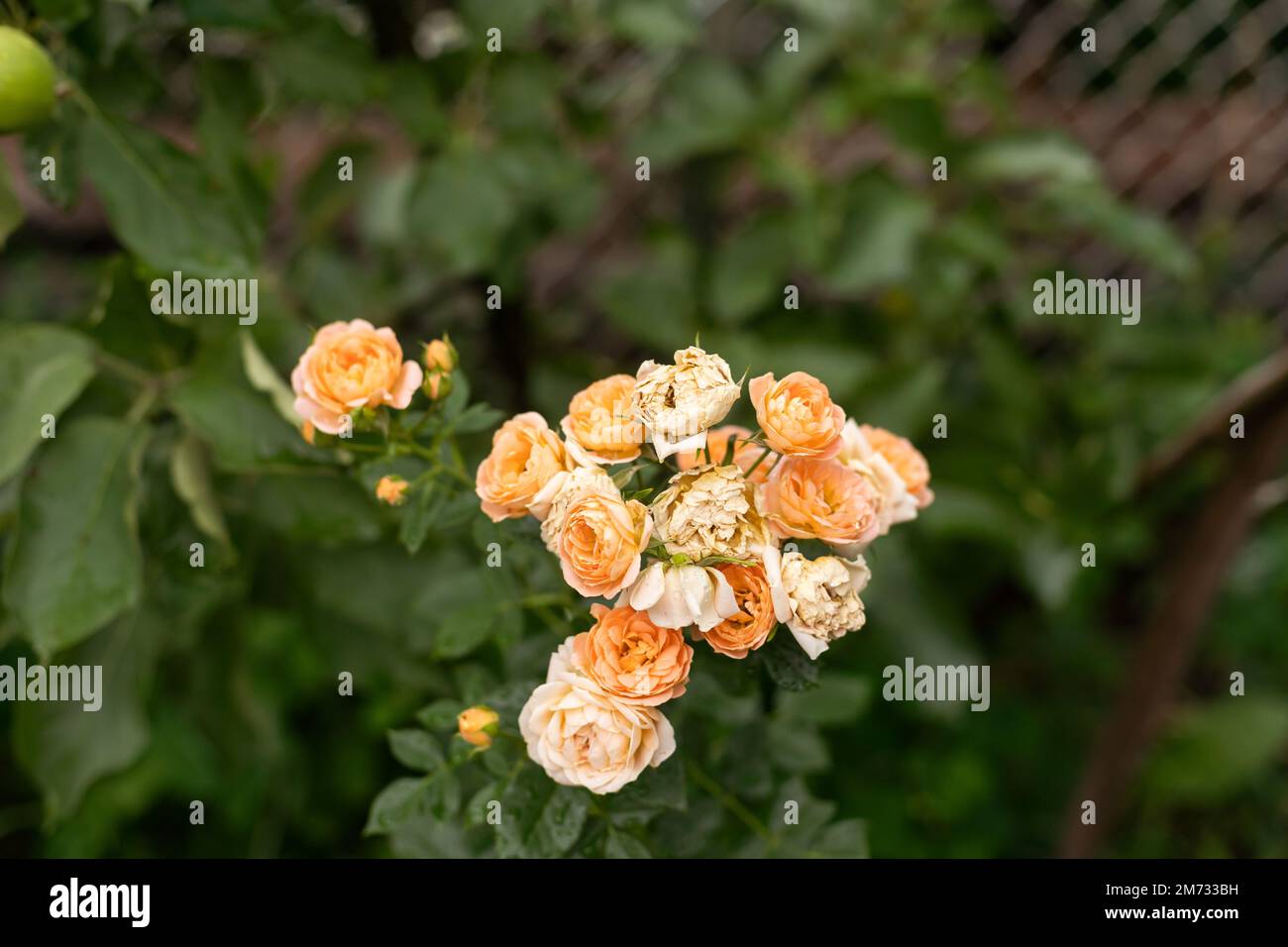 Turned Out Roses Rosa knock out rose hi-res stock photography and images - Alamy