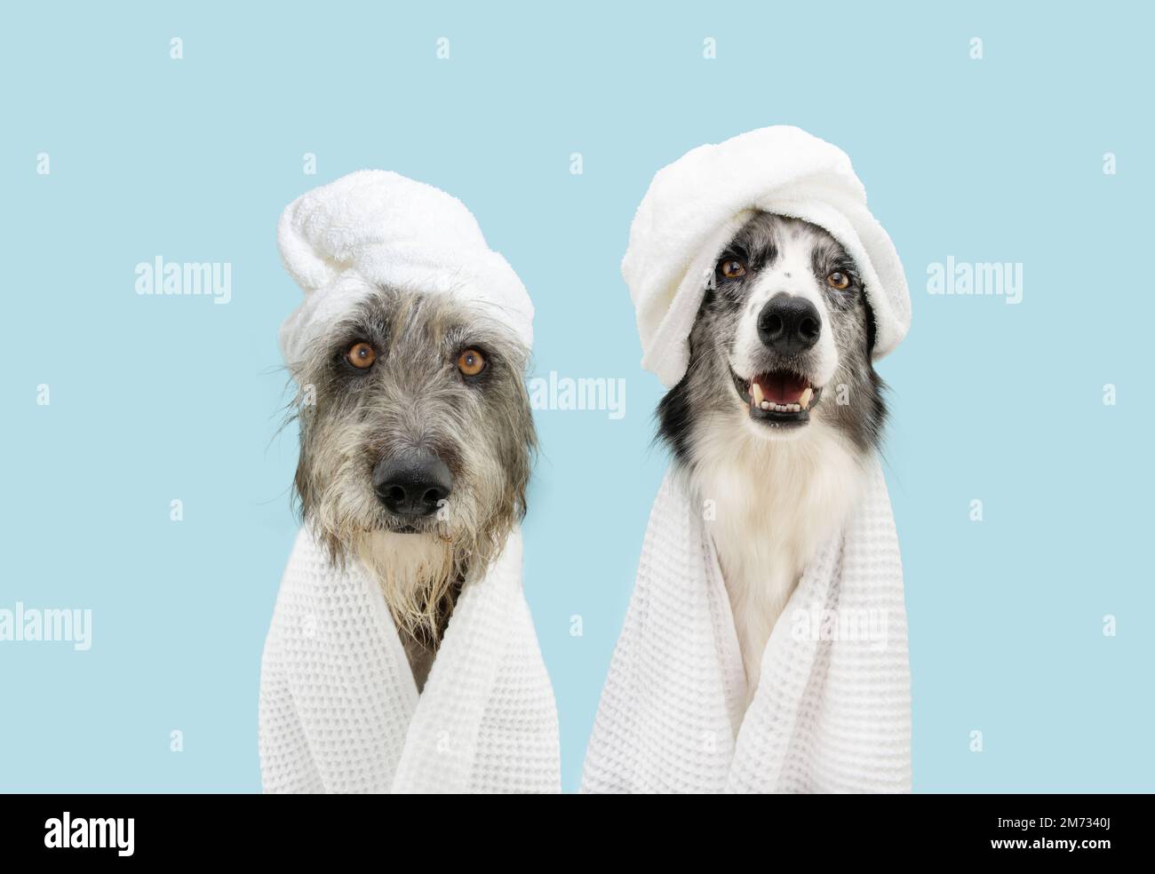 Banner two dog summer. Mixed-breed and border collie puppy relaxing spa wrapped with a white towel. Isolated on blue pastel background. Stock Photo